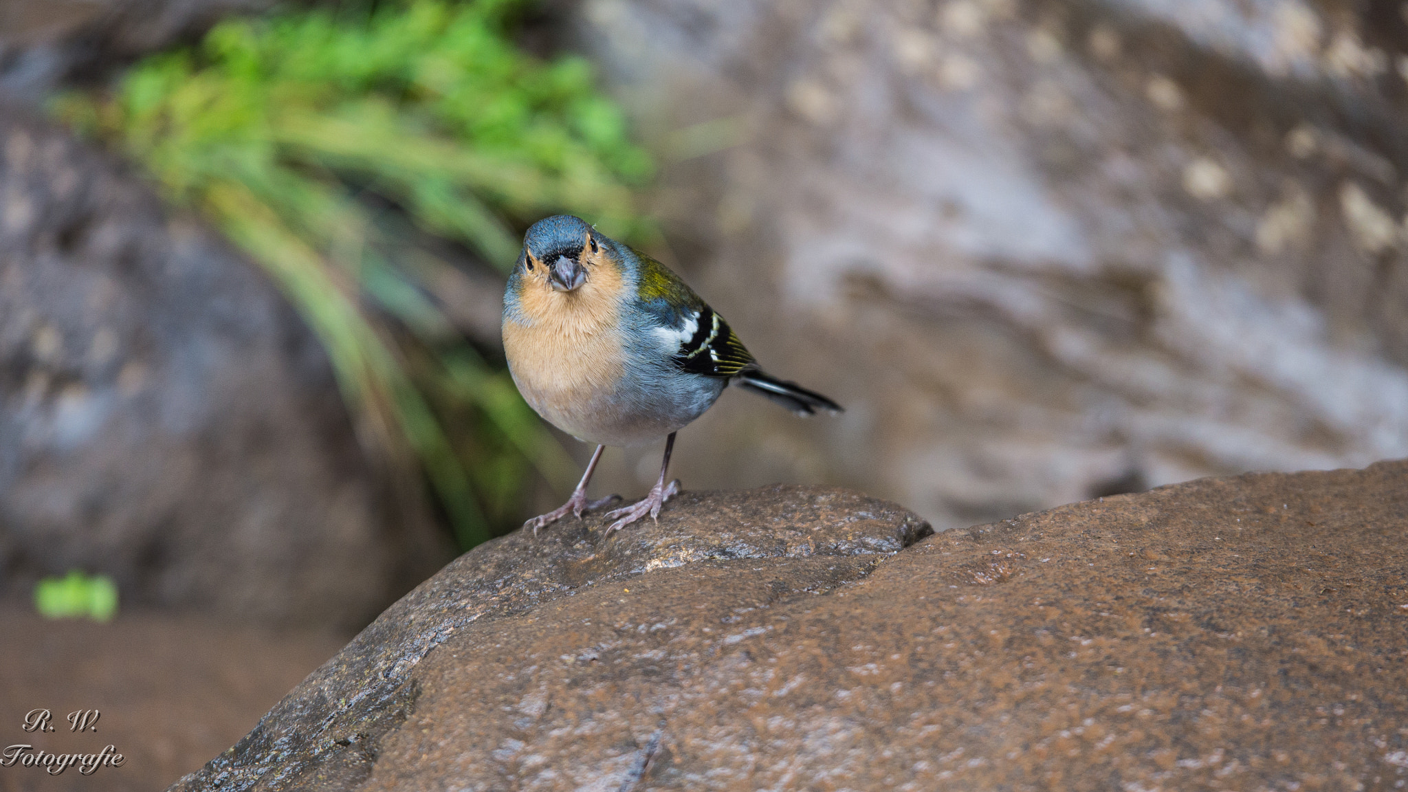 Panasonic Lumix G X Vario 35-100mm F2.8 OIS sample photo. Neugierig photography