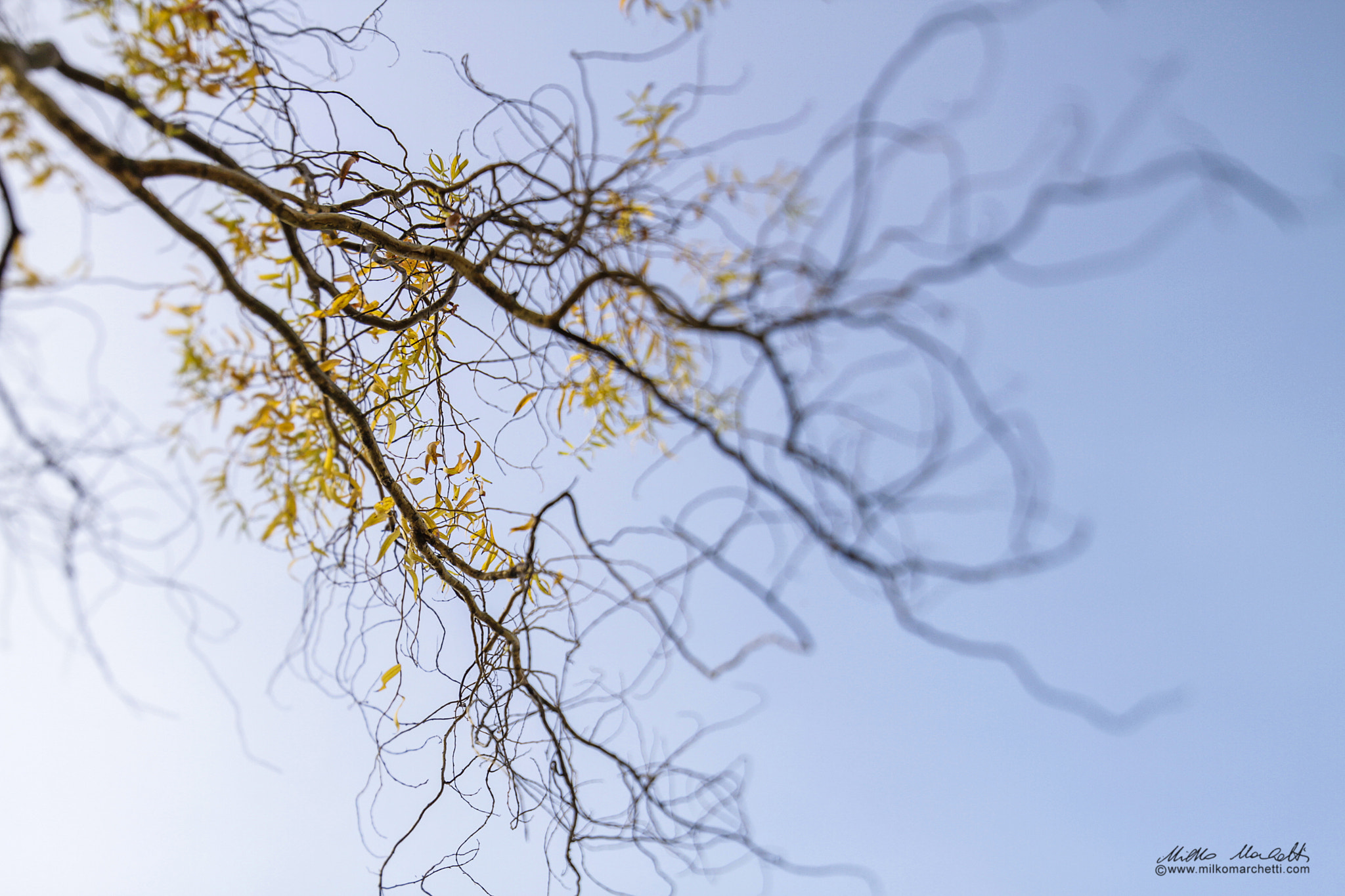 Canon TS-E 24.0mm f/3.5 L II sample photo. Yellow leaves photography