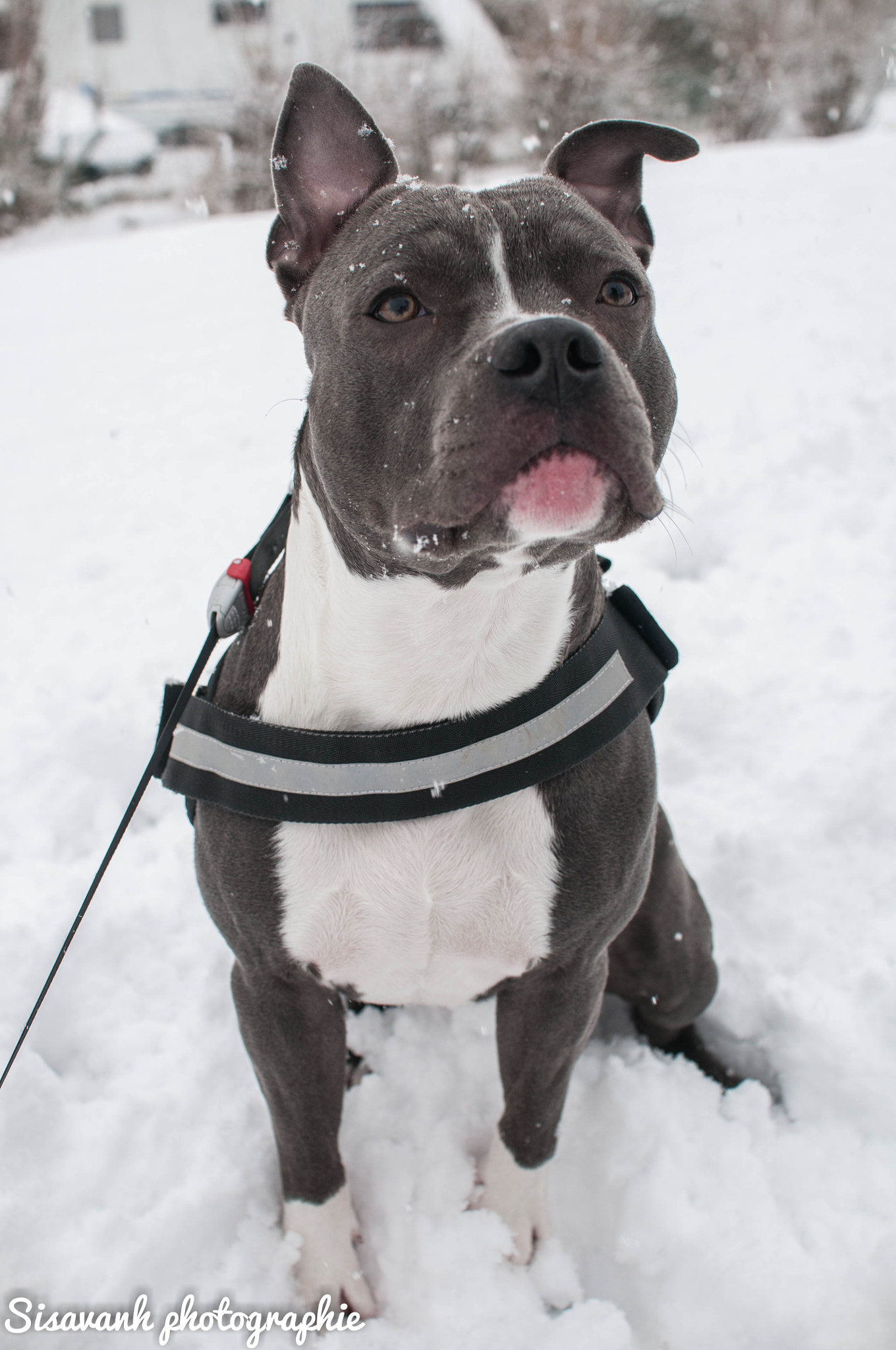 Nikon D300S + Sigma 30mm F1.4 EX DC HSM sample photo. Amstaff neige photography