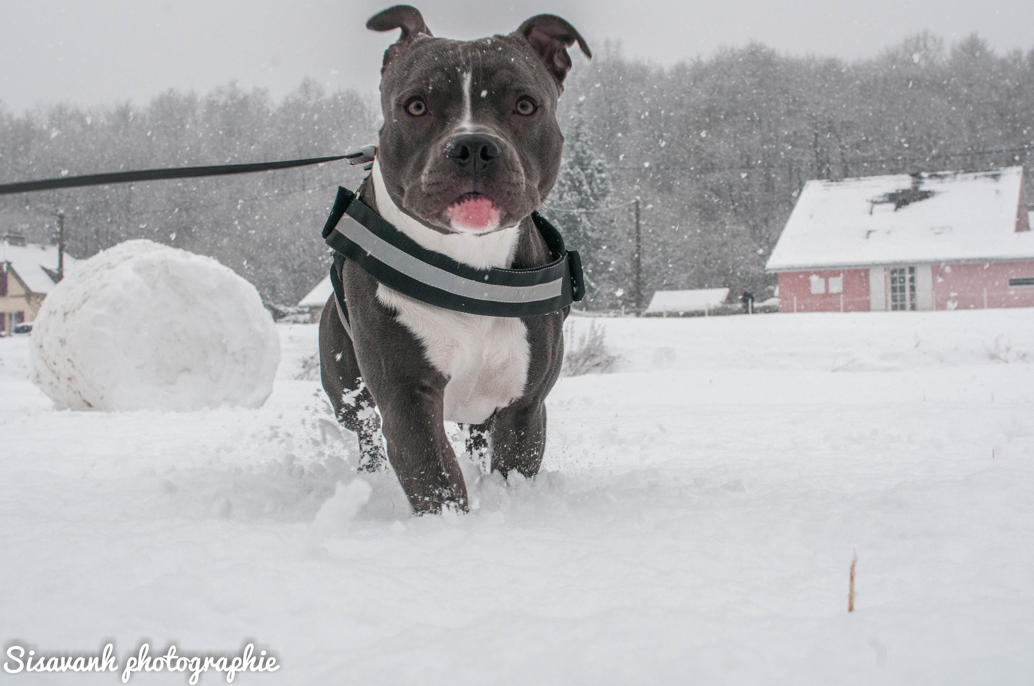 Nikon D300S + Sigma 30mm F1.4 EX DC HSM sample photo. Staff neige photography