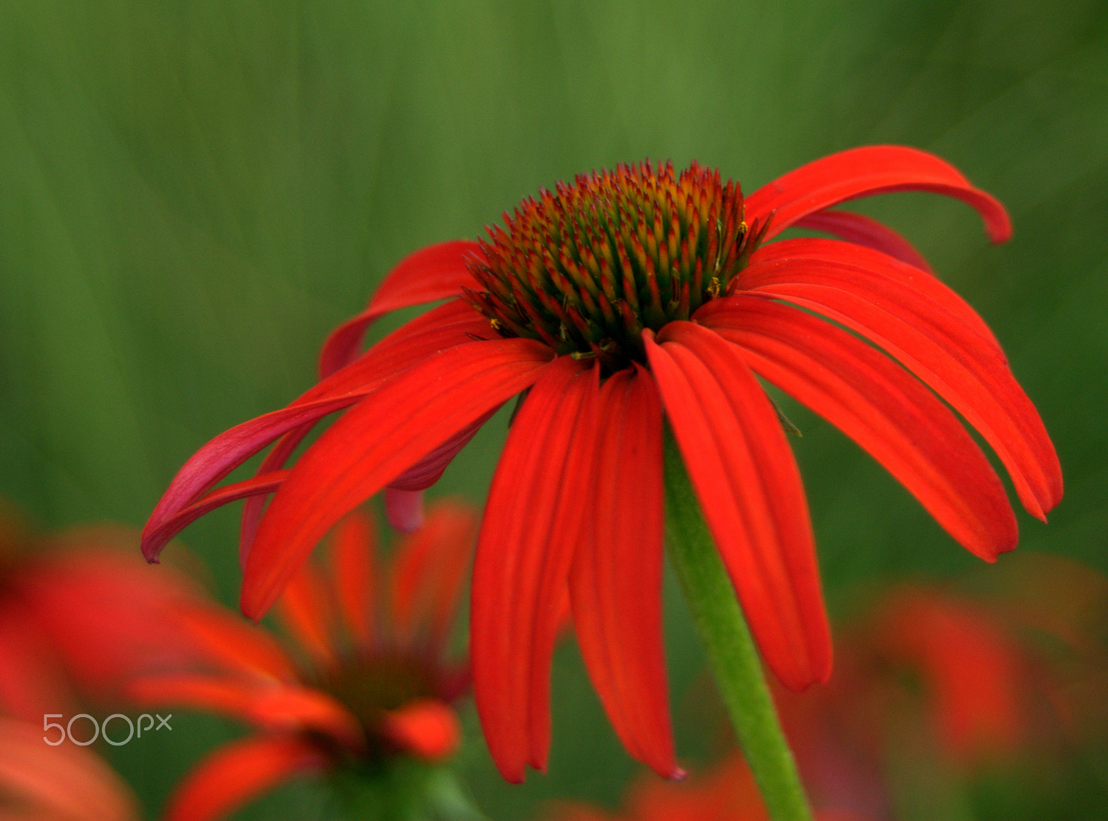 Nikon D3000 sample photo. Red coneflower photography