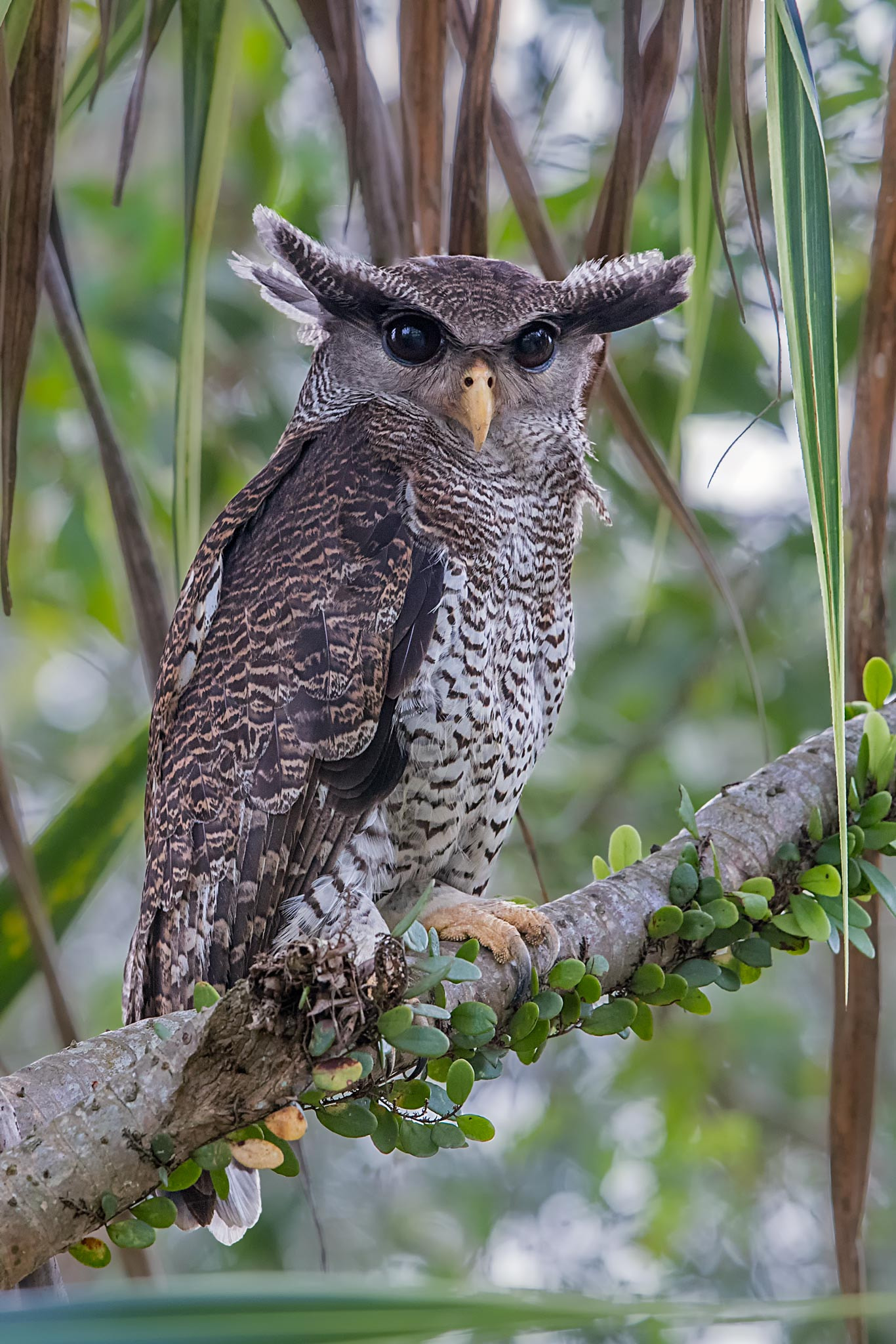 Canon EF 400mm F2.8L IS II USM sample photo. Curious! photography