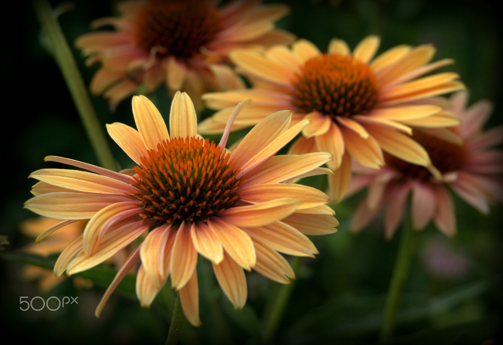 Nikon D3000 sample photo. Orange coneflower photography