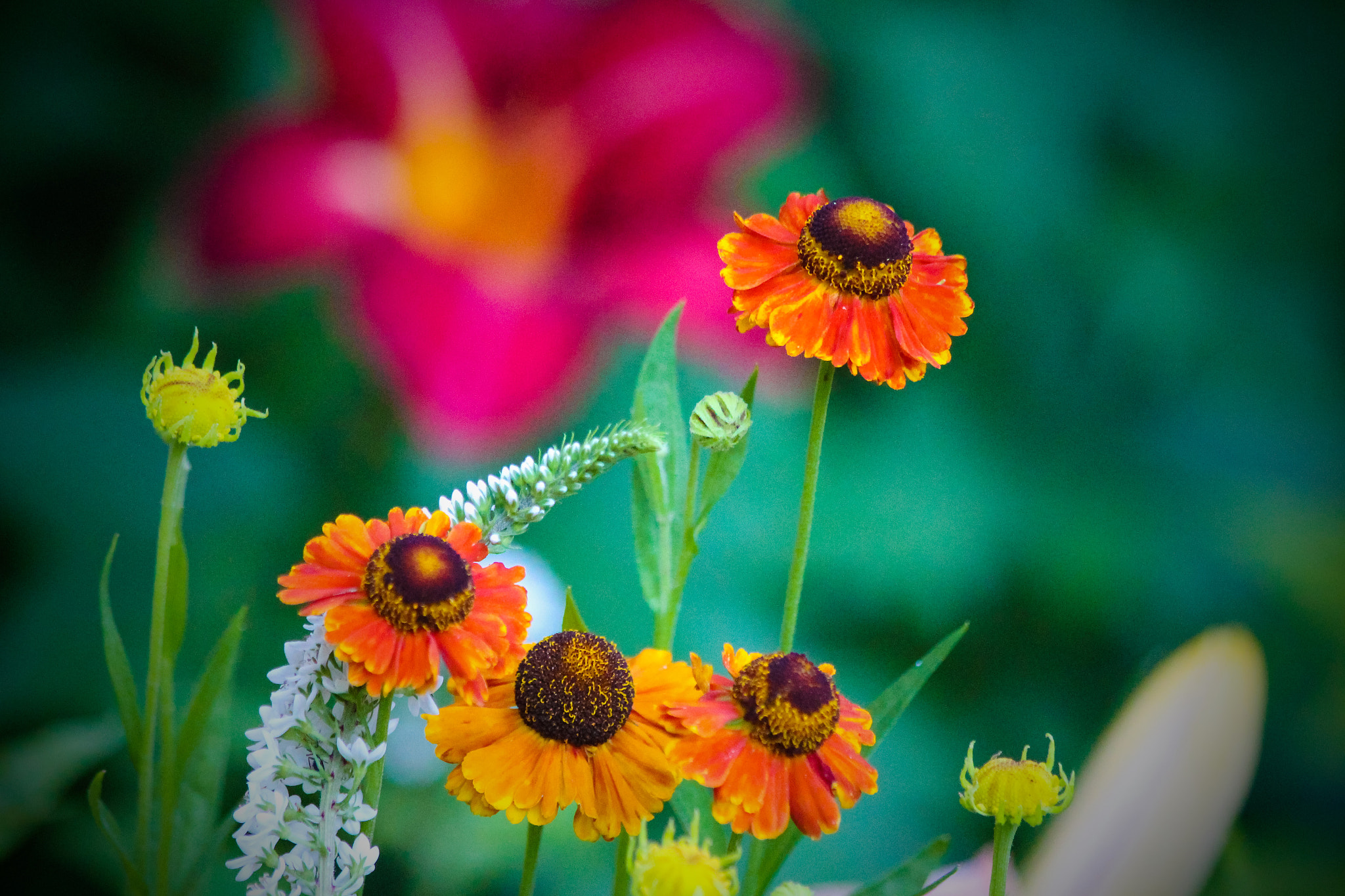 Canon EF 70-300mm F4-5.6 IS USM sample photo. Wild flowers in the park summer 2016 photography