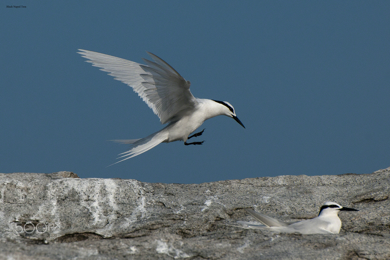 Nikon D300 sample photo. Black naped tern photography