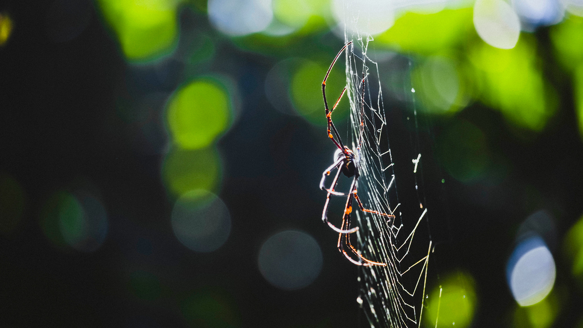 Canon EOS 100D (EOS Rebel SL1 / EOS Kiss X7) sample photo. Golden orb photography