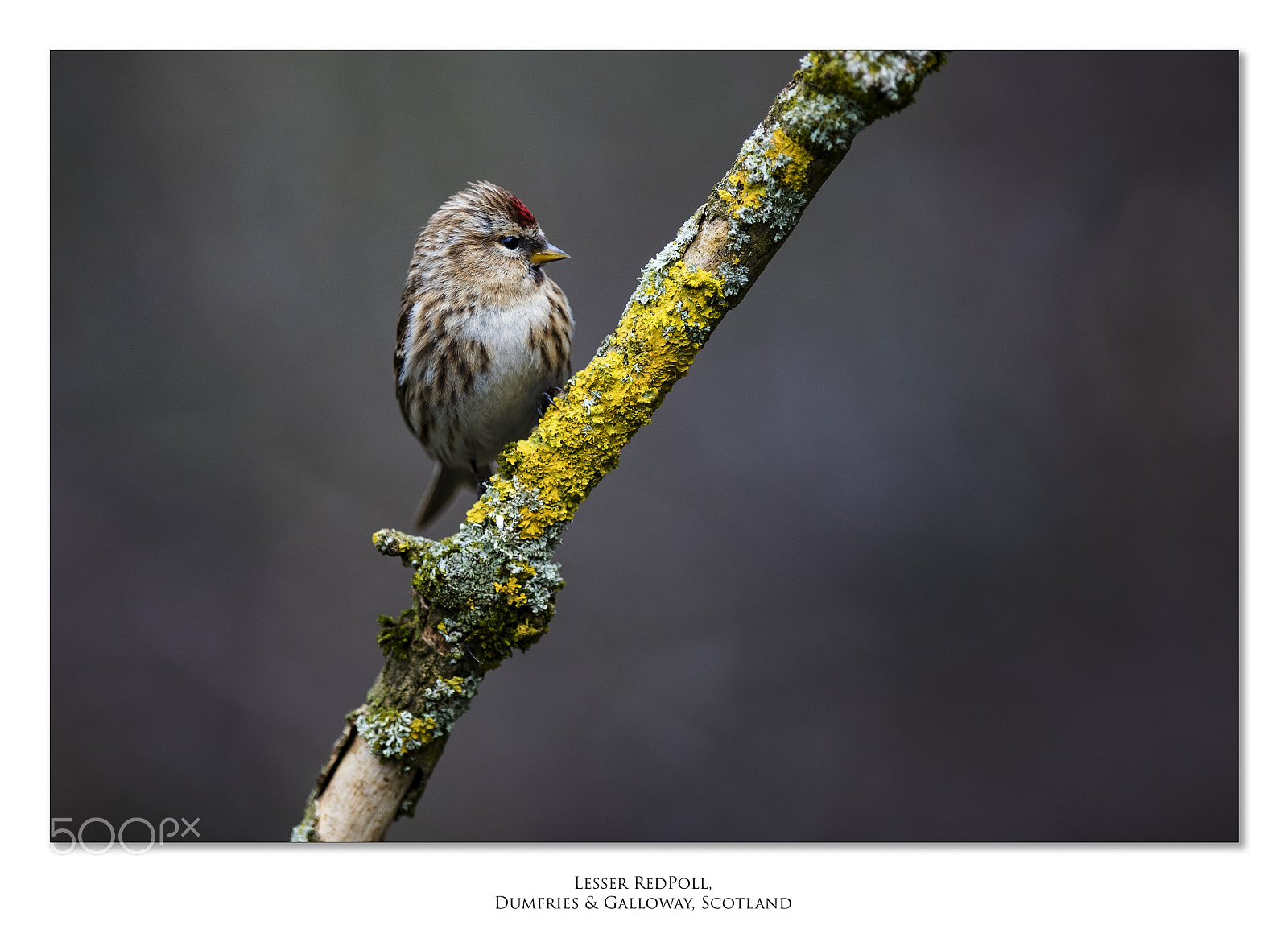 Nikon D810 + Nikon AF-S Nikkor 400mm F2.8G ED VR II sample photo. Redpoll photography