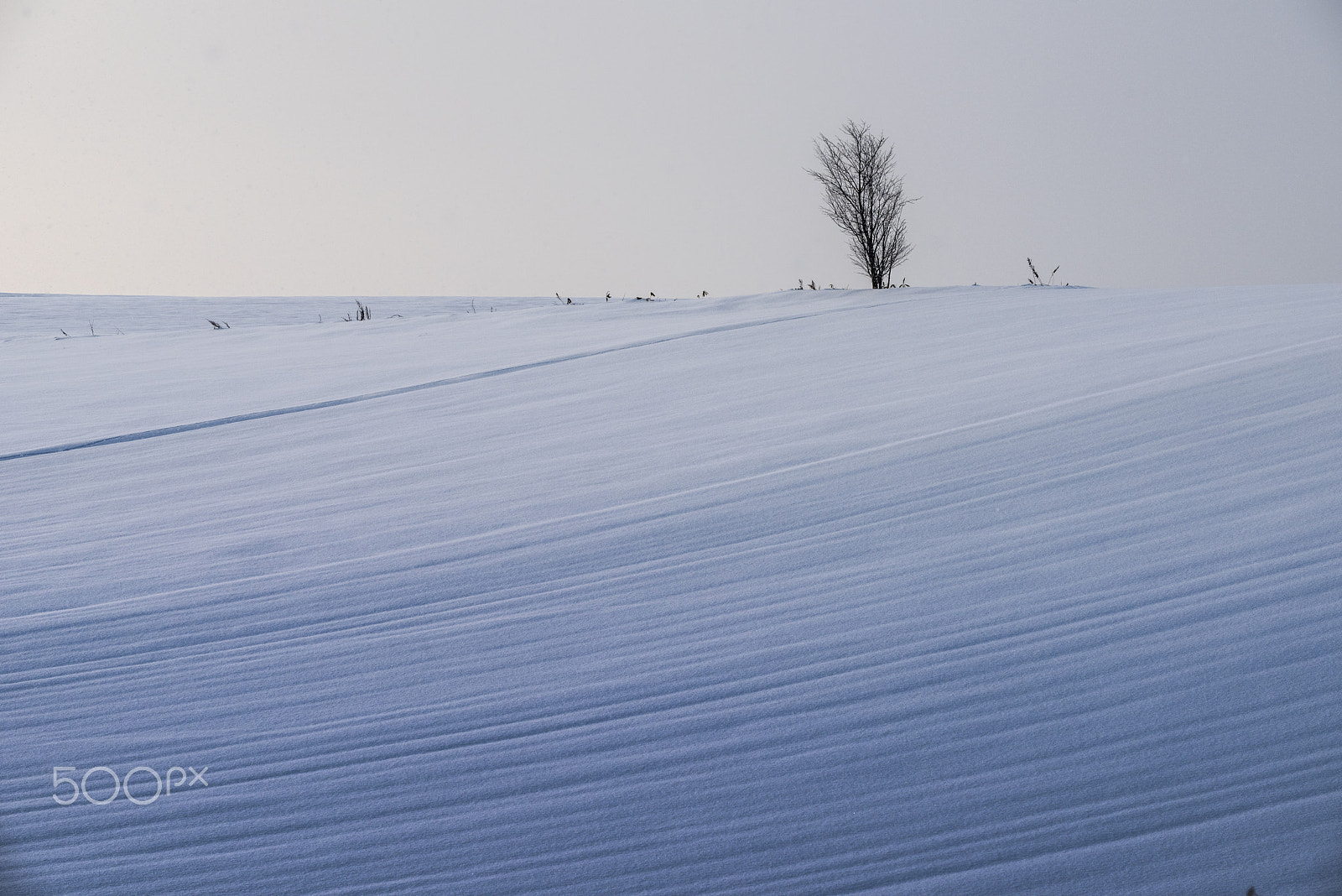 AF-S Zoom-Nikkor 80-200mm f/2.8D IF-ED sample photo. A tree photography