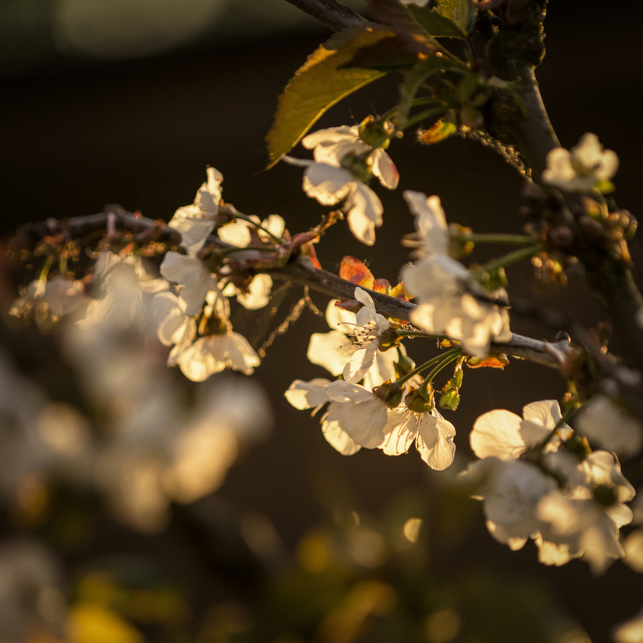 Nikon D810 + Nikon AF Micro-Nikkor 200mm F4D ED-IF sample photo. Cherry blossom sunset photography