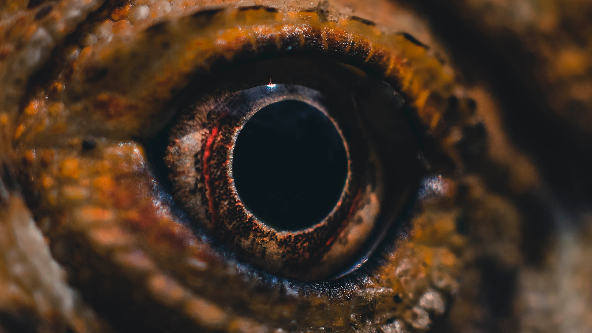Canon EOS 100D (EOS Rebel SL1 / EOS Kiss X7) sample photo. Eye of the dragon photography