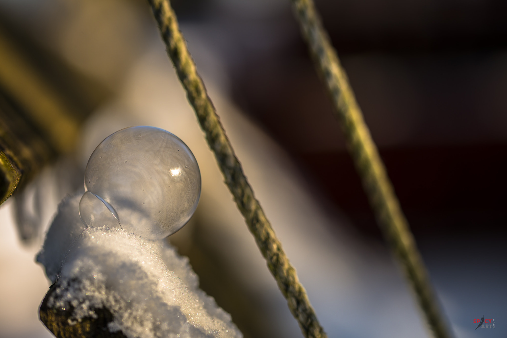 Sigma 105mm F2.8 EX DG OS HSM sample photo. Fragile being photography
