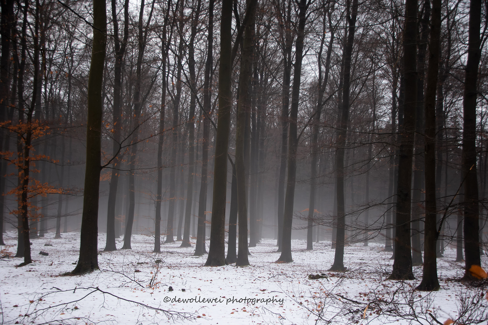 Canon EOS 7D Mark II sample photo. Winter forest photography