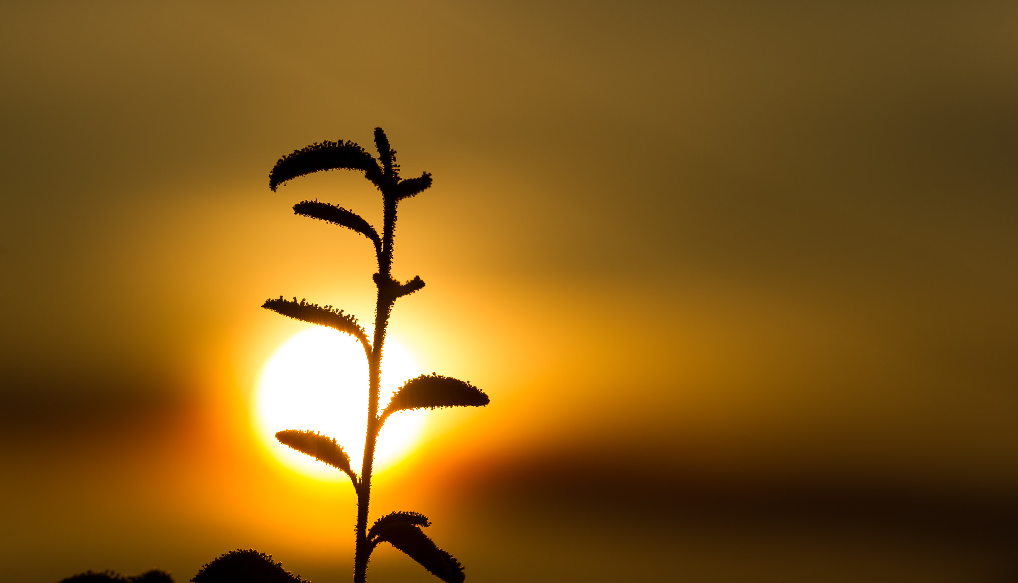 Nikon AF-S Nikkor 200mm F2G ED-IF VR sample photo. Alone in sunrise photography