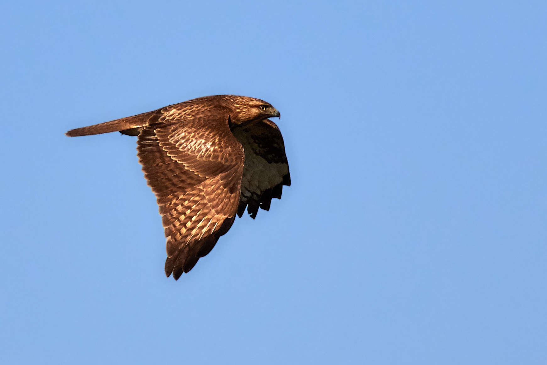 Canon EF 400mm F5.6L USM sample photo. Looking for a meal photography