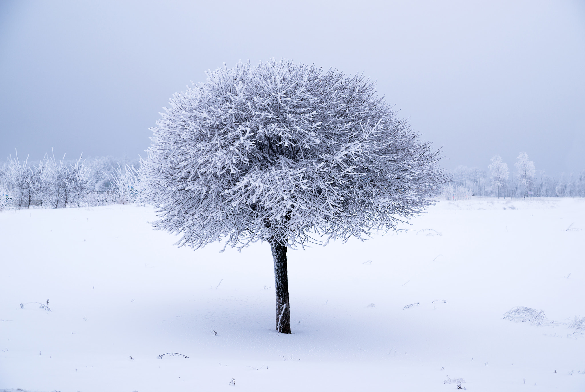 Nikon D800 sample photo. Tree covered with snow in a winter field photography