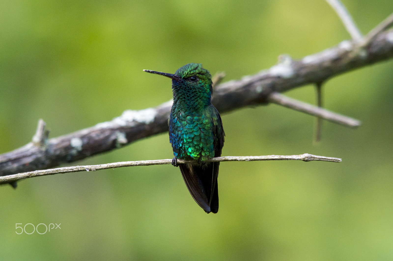 Sigma 150-500mm F5-6.3 DG OS HSM sample photo. Hummingbird - beija-flor photography