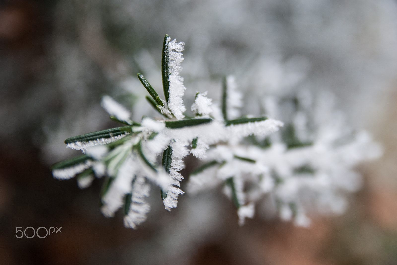 Nikon D80 + Sigma 18-50mm F2.8 EX DC Macro sample photo. Wintertime photography