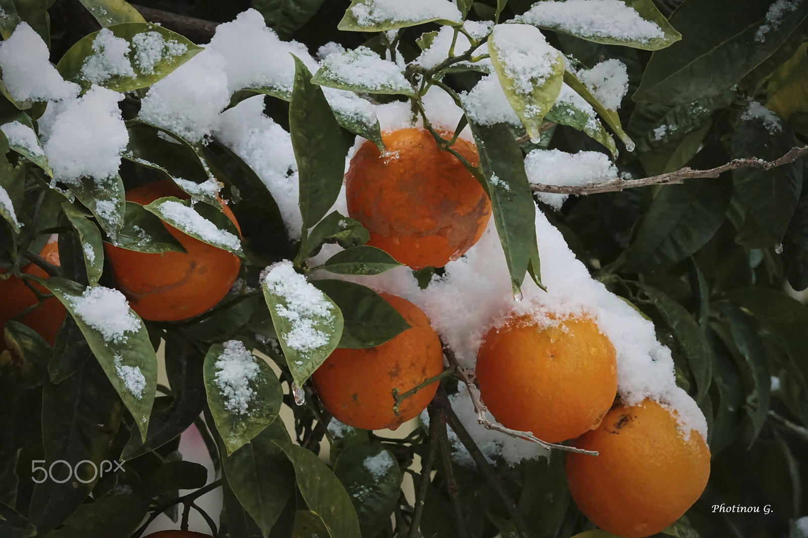 Sony 70-300mm F4.5-5.6 G SSM II sample photo. Icy oranges photography