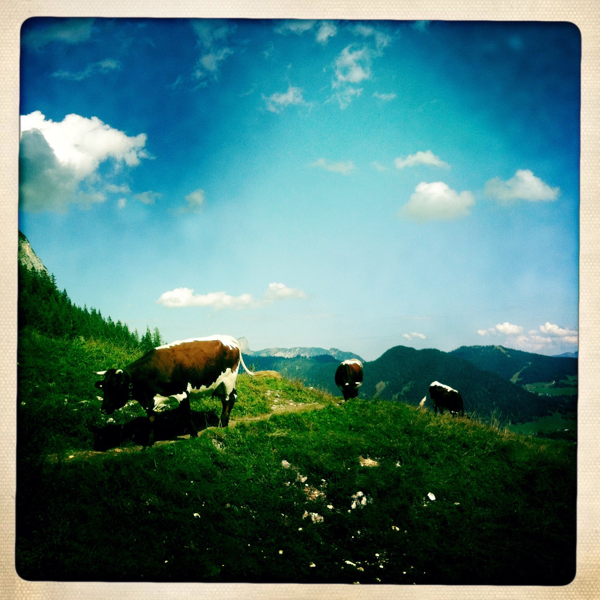 Hipstamatic 277 sample photo. Bavarian pride photography