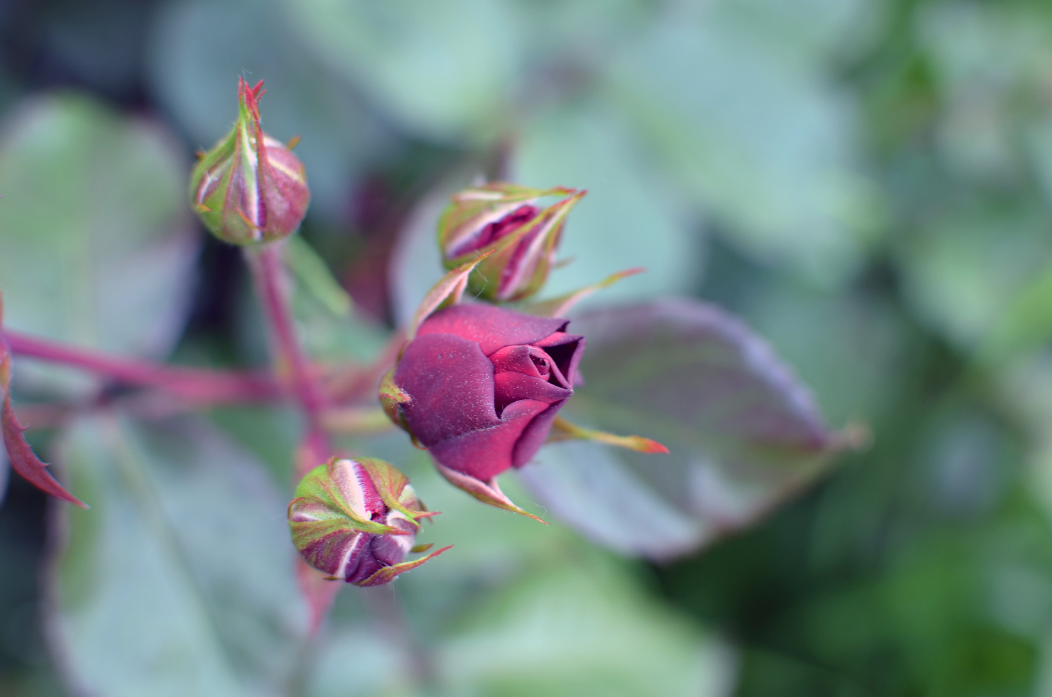 AF-S Nikkor 300mm f/2.8D IF-ED II sample photo. Rose photography