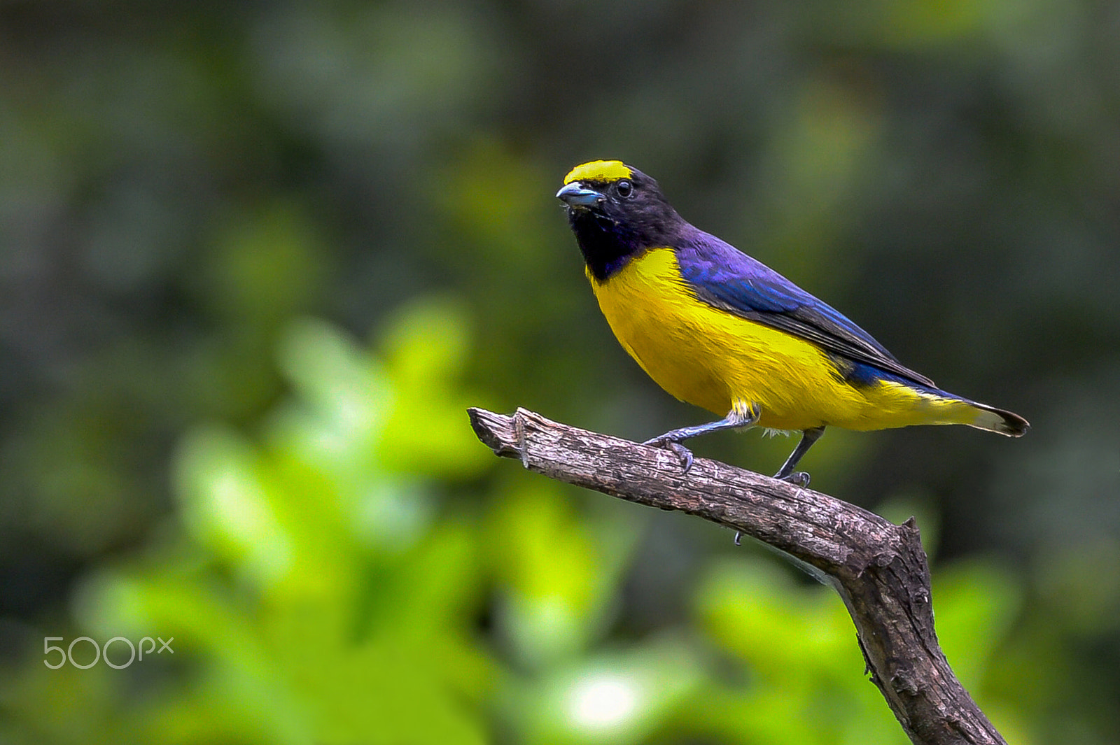 Sigma 150-600mm F5-6.3 DG OS HSM | C sample photo. Purple-throated euphonia photography