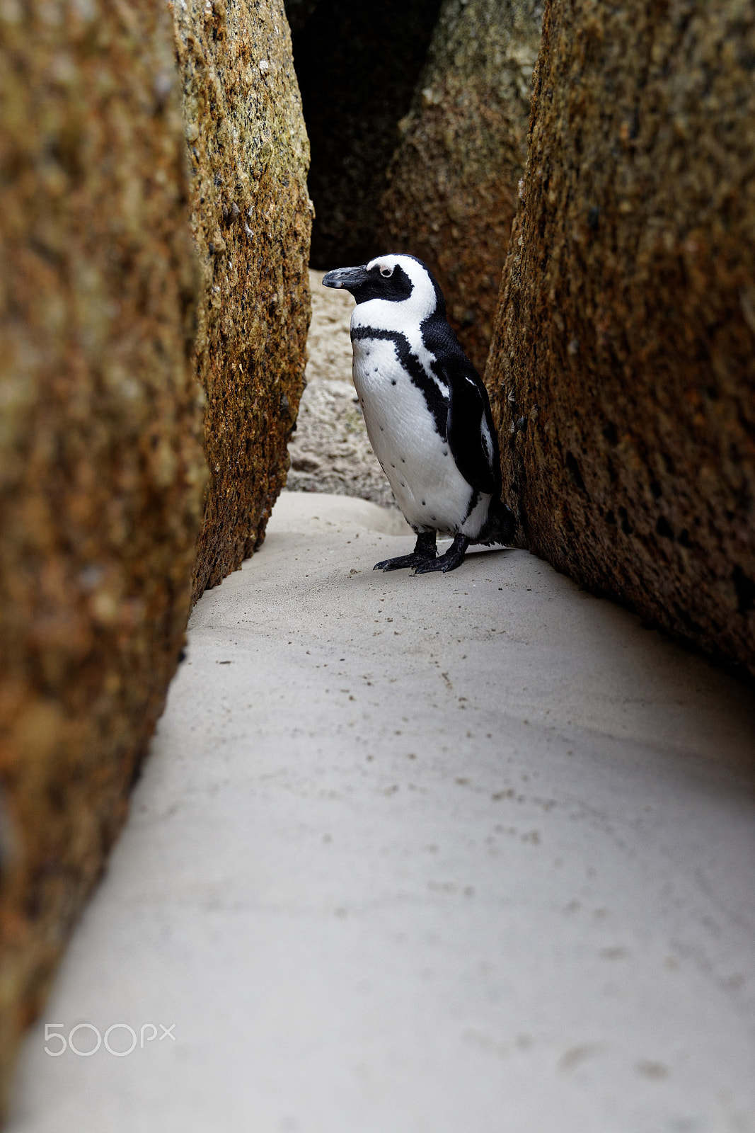 Canon EF 24-70mm F2.8L II USM sample photo. Penguin at boulders beach photography