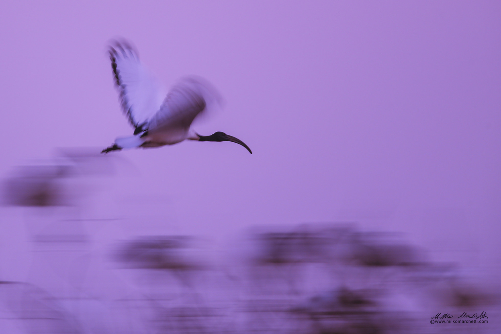 Canon EOS-1D X sample photo. African sacred ibis photography