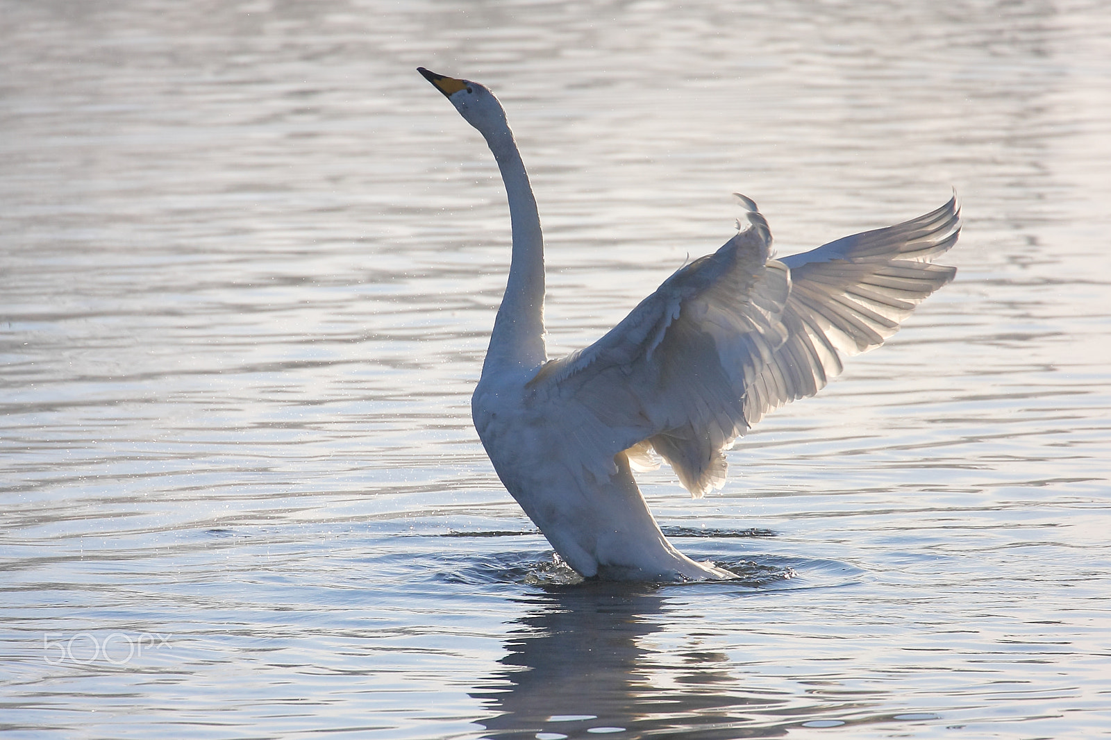 Canon EF 70-300mm F4-5.6L IS USM sample photo. Swan photography