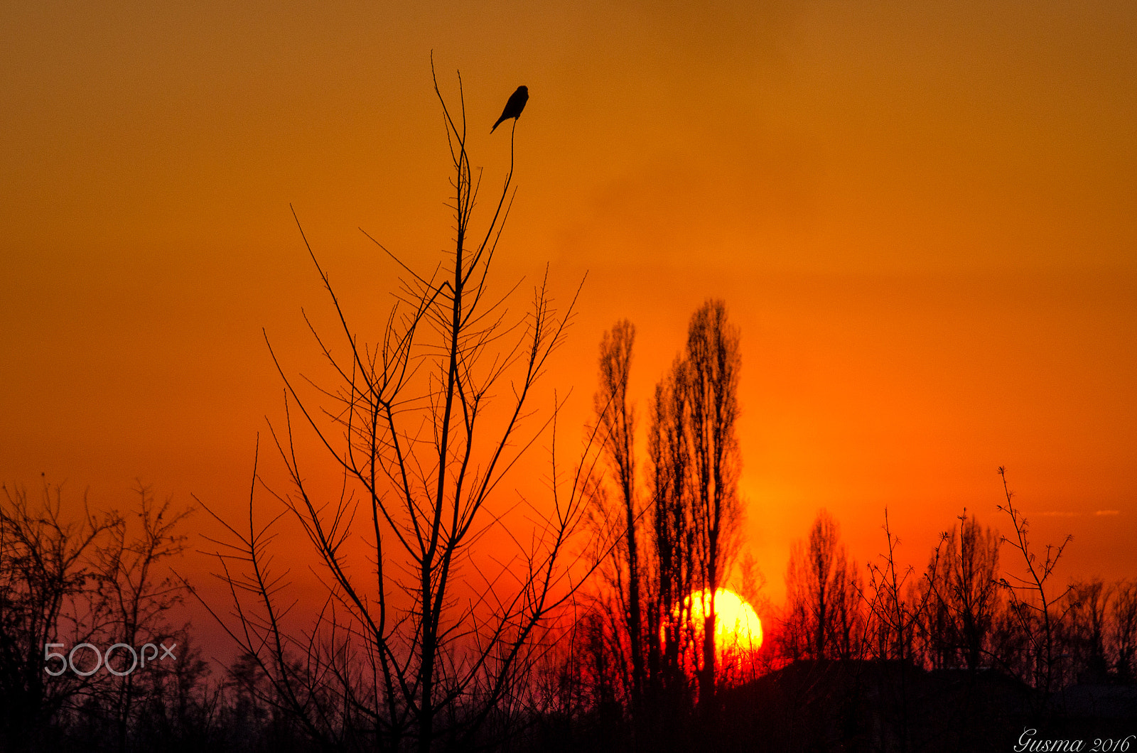 Nikon D5100 + Sigma 70-300mm F4-5.6 DG OS sample photo. Tramonto con falco photography