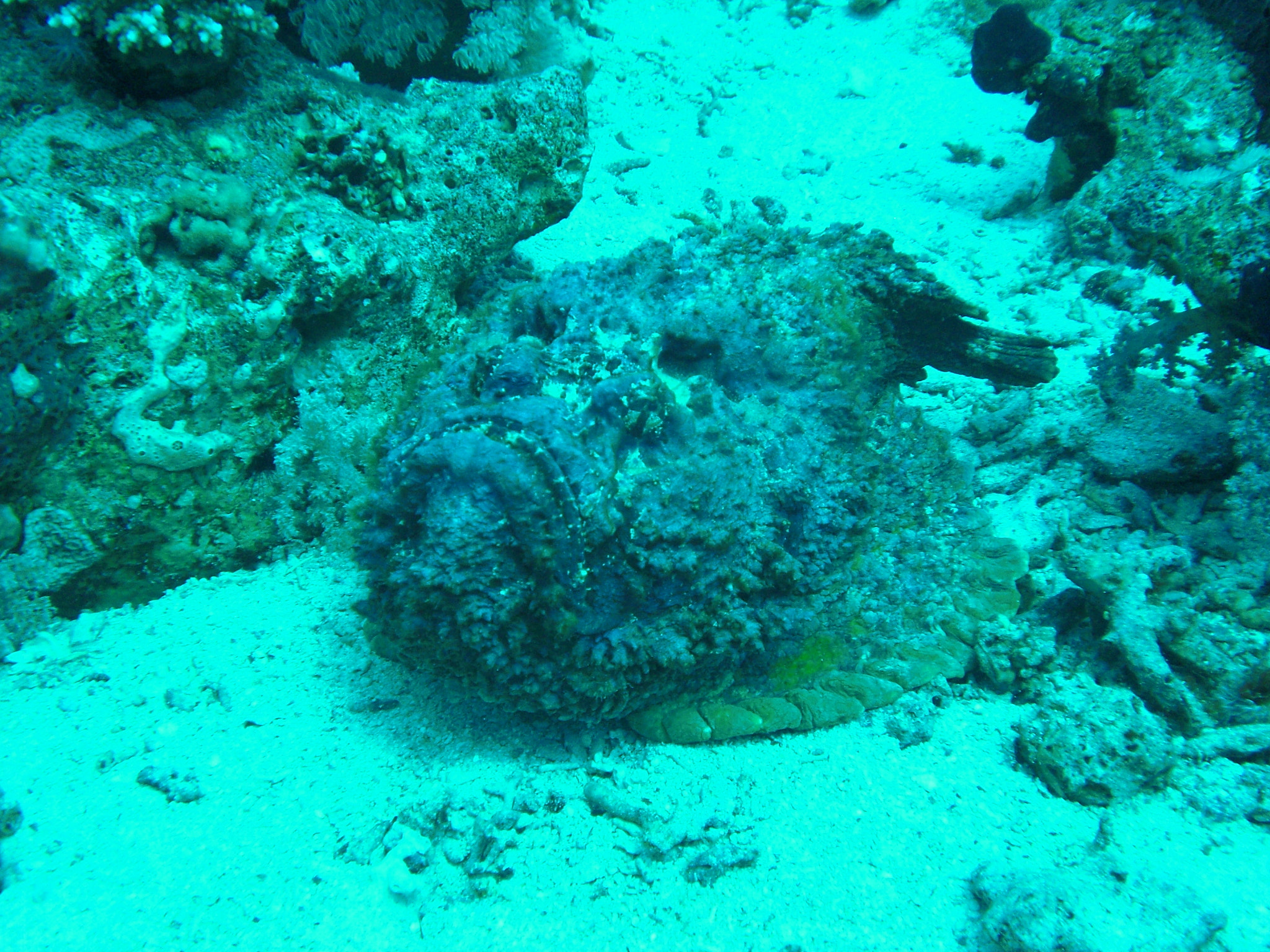 CASIO EX-Z80 sample photo. Pesce pietra photography