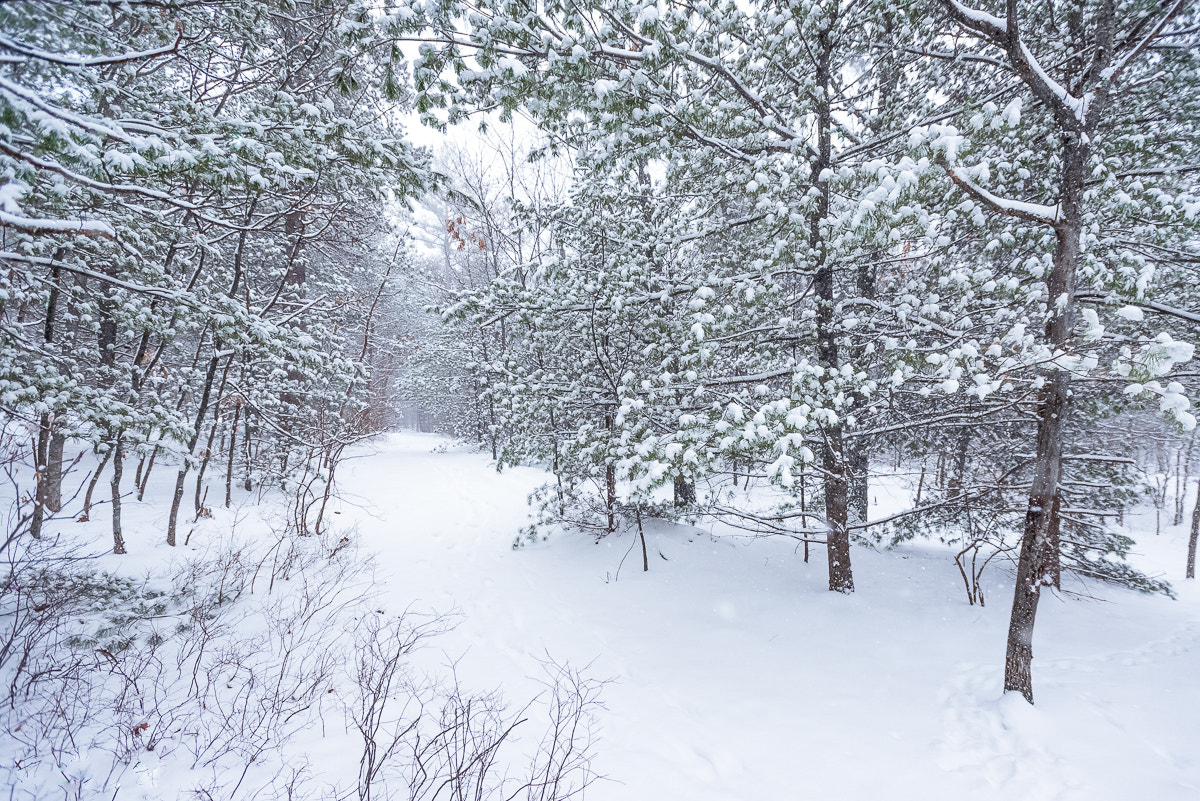 Nikon AF-S Nikkor 17-35mm F2.8D ED-IF sample photo. Quiet snow photography