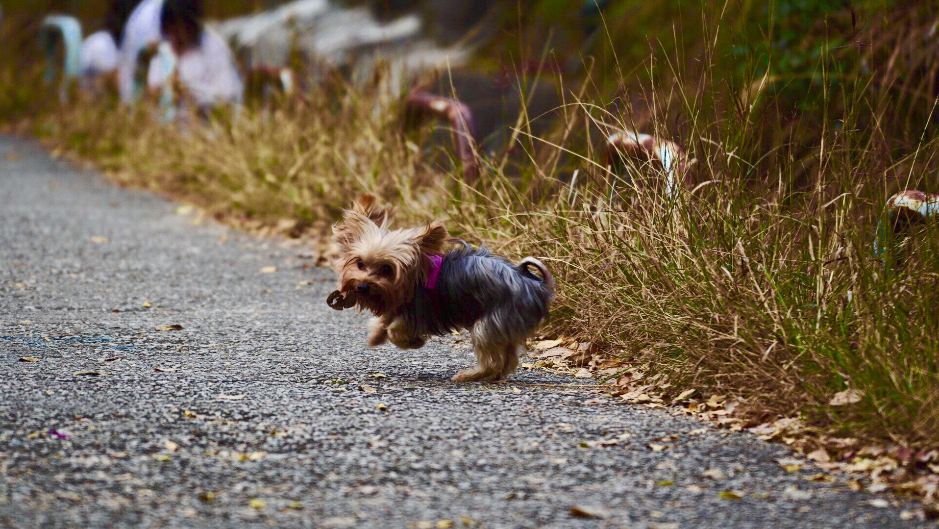 Sony a6300 sample photo. Yokshireterrier photography