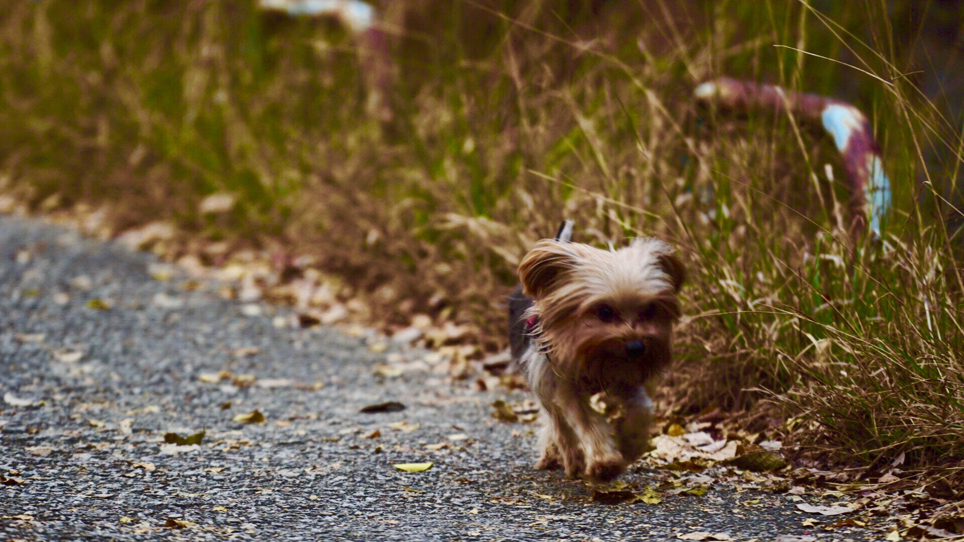 Sony a6300 sample photo. Yokshireterrier photography