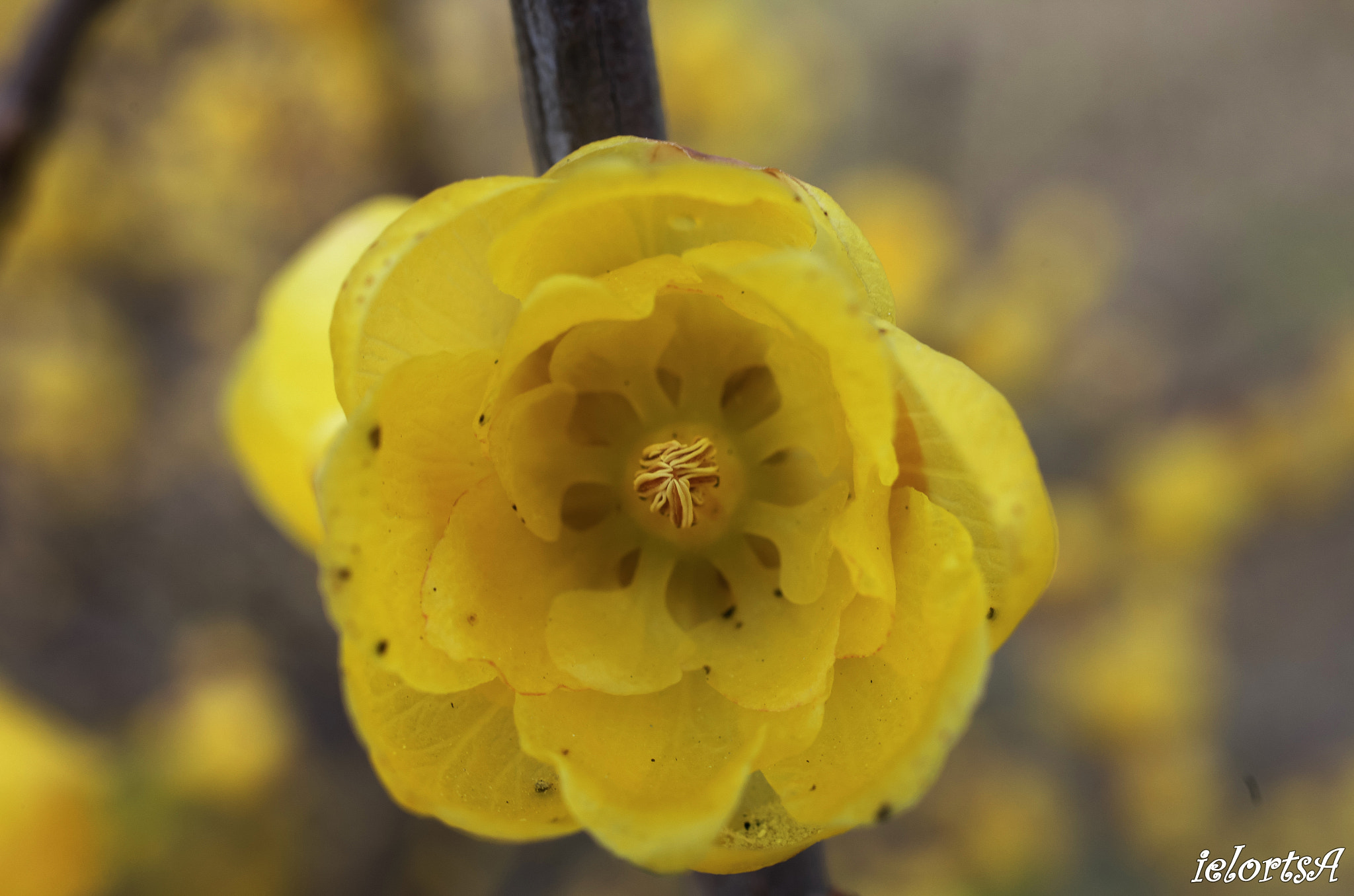 Pentax K-5 + HD Pentax DA 35mm F2.8 Macro Limited sample photo. Wintersweet photography