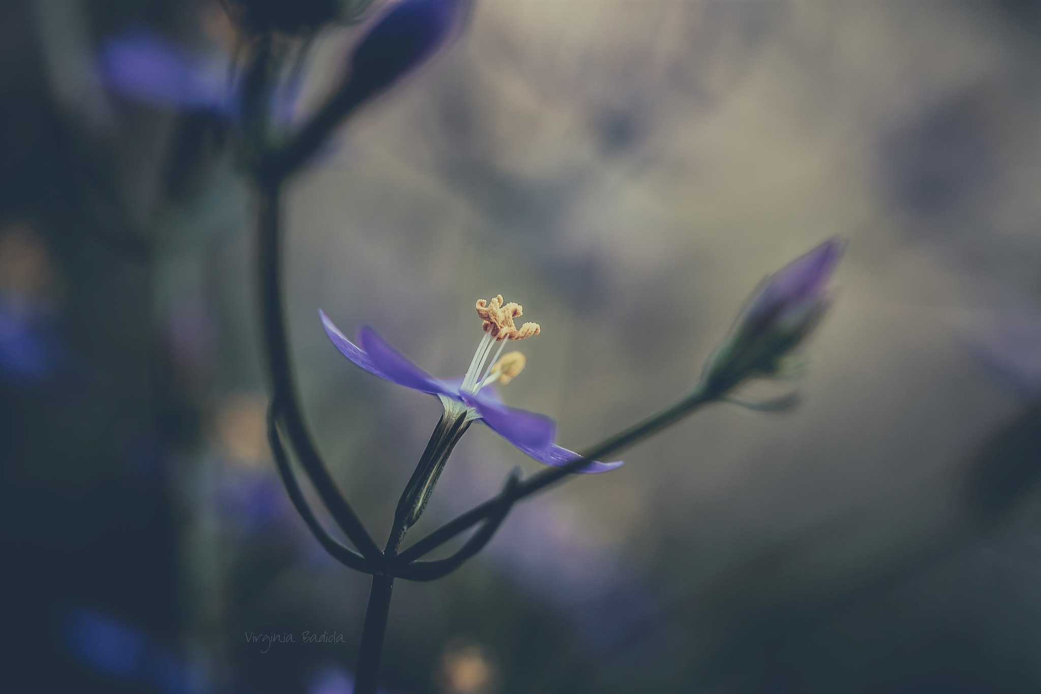 Canon EF-S 60mm F2.8 Macro USM sample photo. *** photography