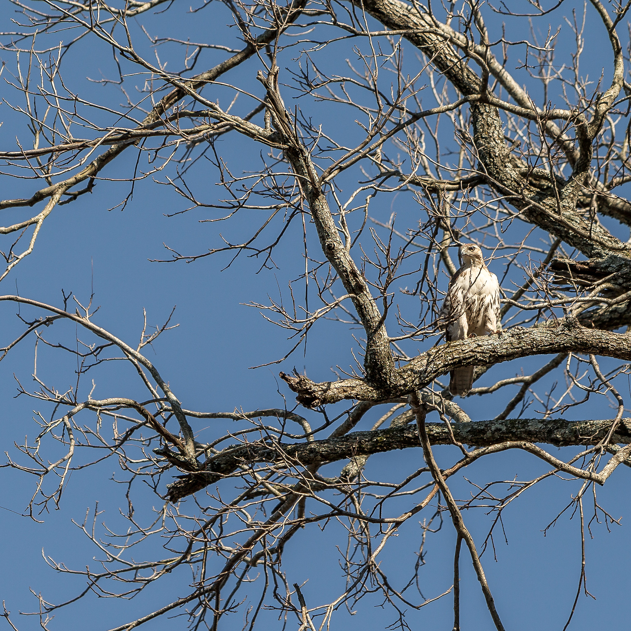 Canon EF 70-200mm F2.8L IS USM sample photo. Bird of prey photography