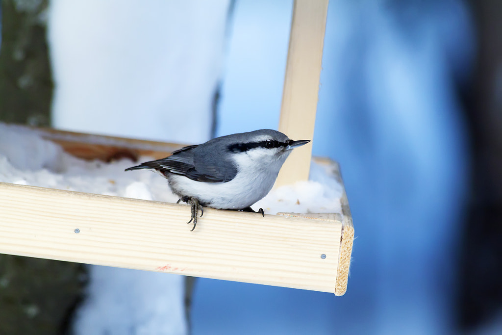 Nuthatch by Nick Patrin on 500px.com