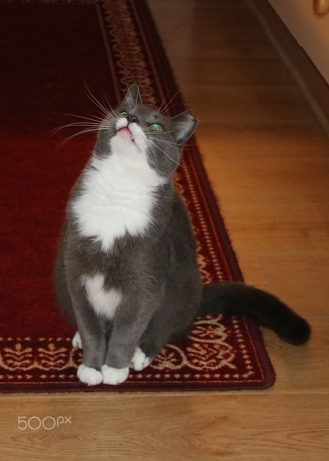 Canon EOS 750D (EOS Rebel T6i / EOS Kiss X8i) sample photo. Smokey wanting his toy photography