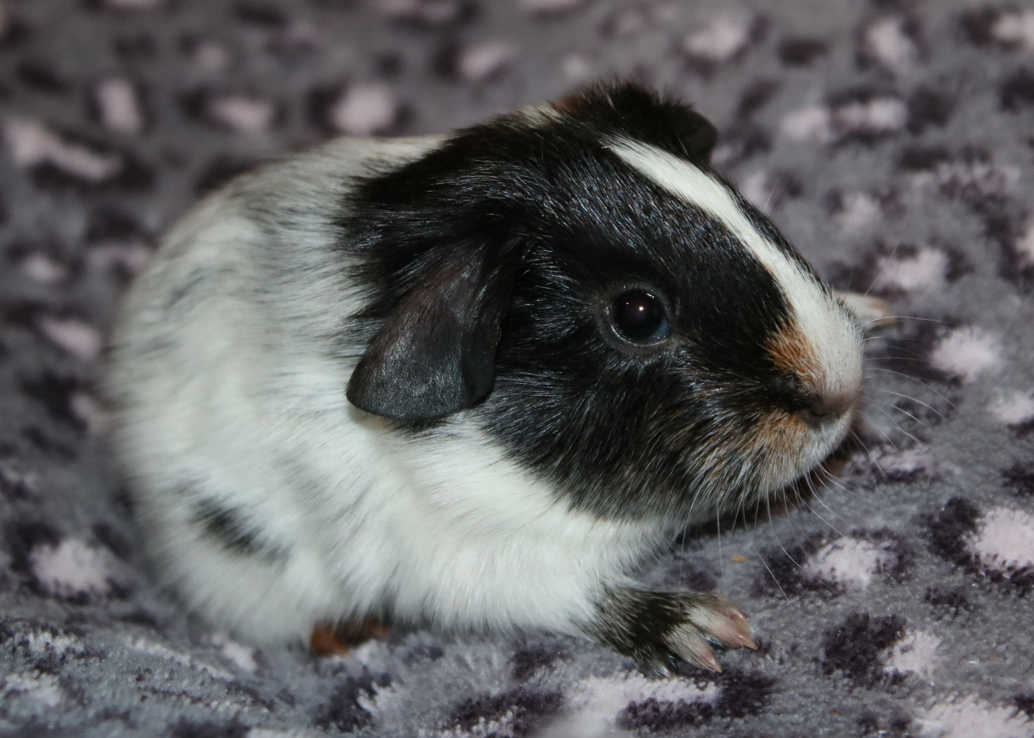 Canon EOS 750D (EOS Rebel T6i / EOS Kiss X8i) sample photo. Sirius - 4 hours old (harry potter theme) photography