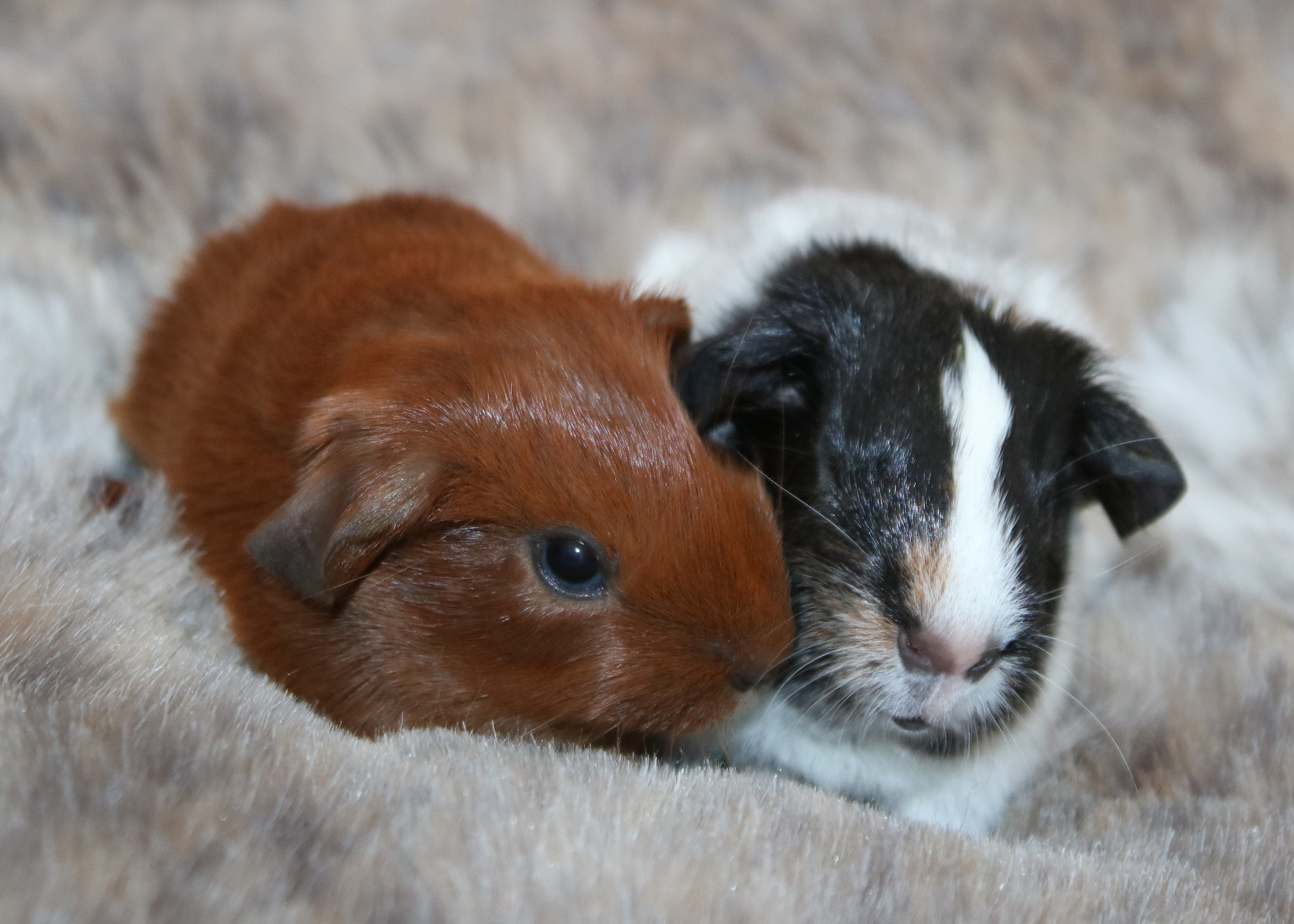 Canon EOS 750D (EOS Rebel T6i / EOS Kiss X8i) sample photo. Ron & sirius - 4 hours old (harry potter theme) photography