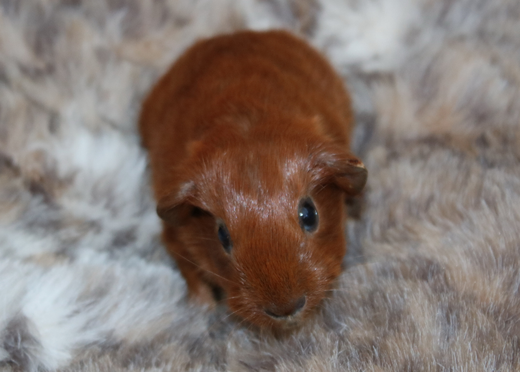 Canon EOS 750D (EOS Rebel T6i / EOS Kiss X8i) sample photo. Ron - 1 day old photography