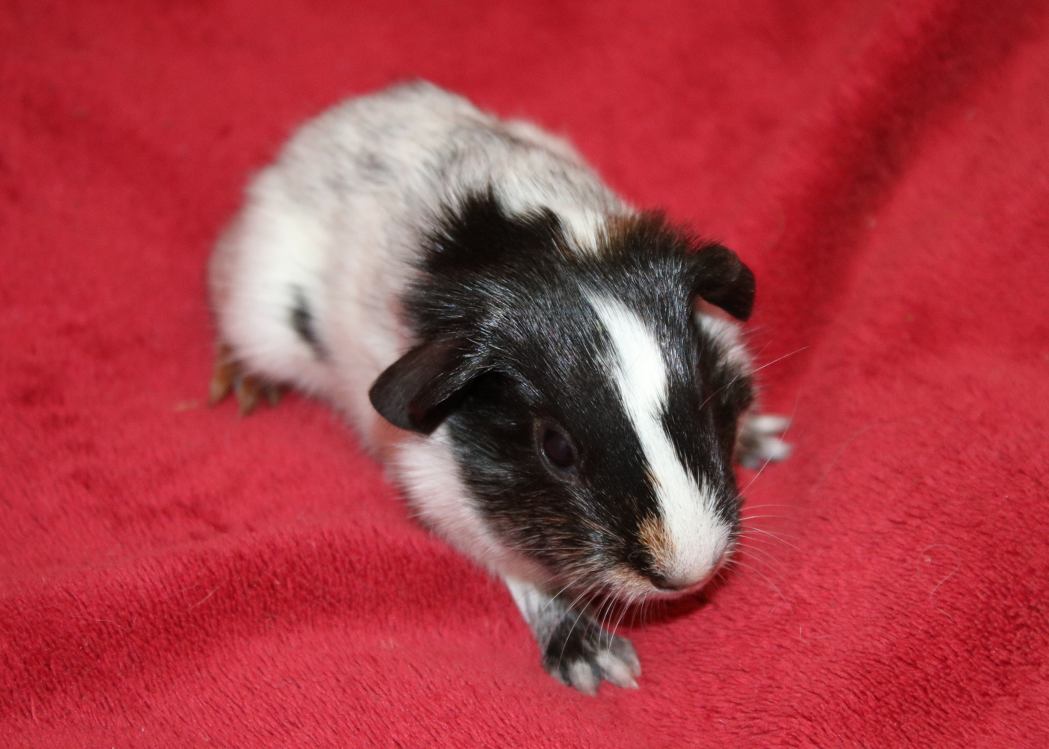Canon EOS 750D (EOS Rebel T6i / EOS Kiss X8i) sample photo. Sirius 1 day old photography