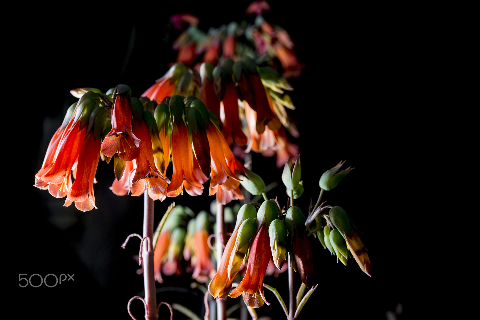 Nikon AF-S Micro-Nikkor 60mm F2.8G ED sample photo. Flowers of mother of millions photography