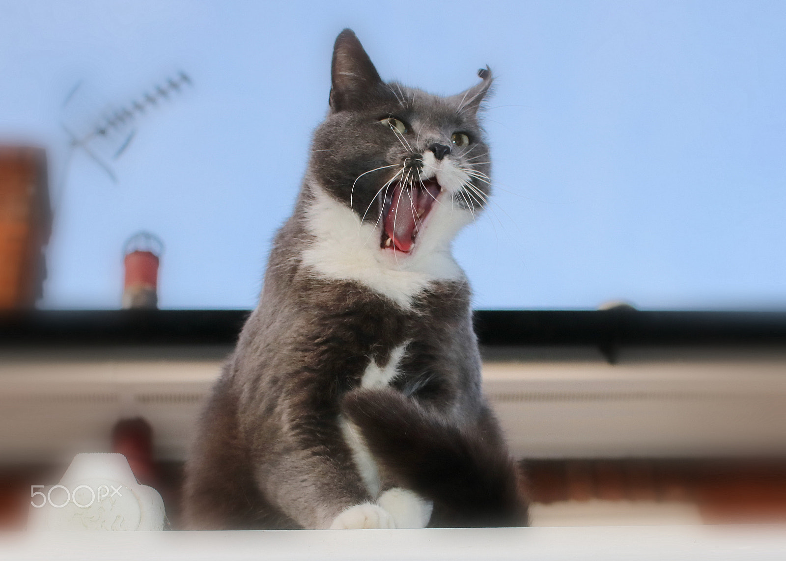 Canon EOS 750D (EOS Rebel T6i / EOS Kiss X8i) sample photo. The singer photography