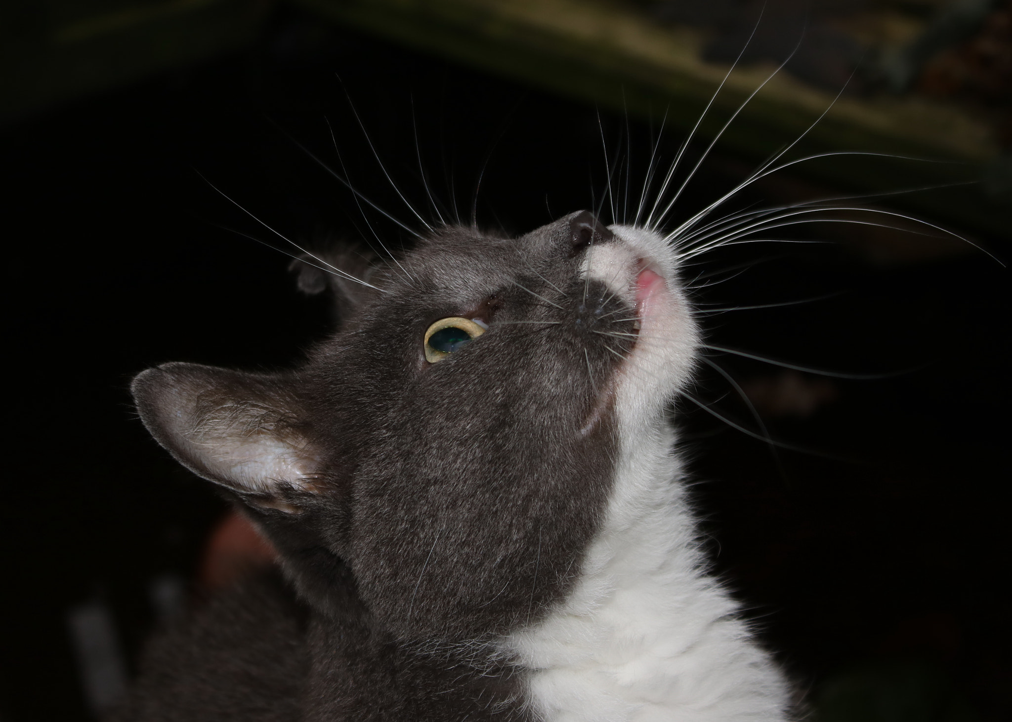 Canon EOS 750D (EOS Rebel T6i / EOS Kiss X8i) sample photo. The poser photography