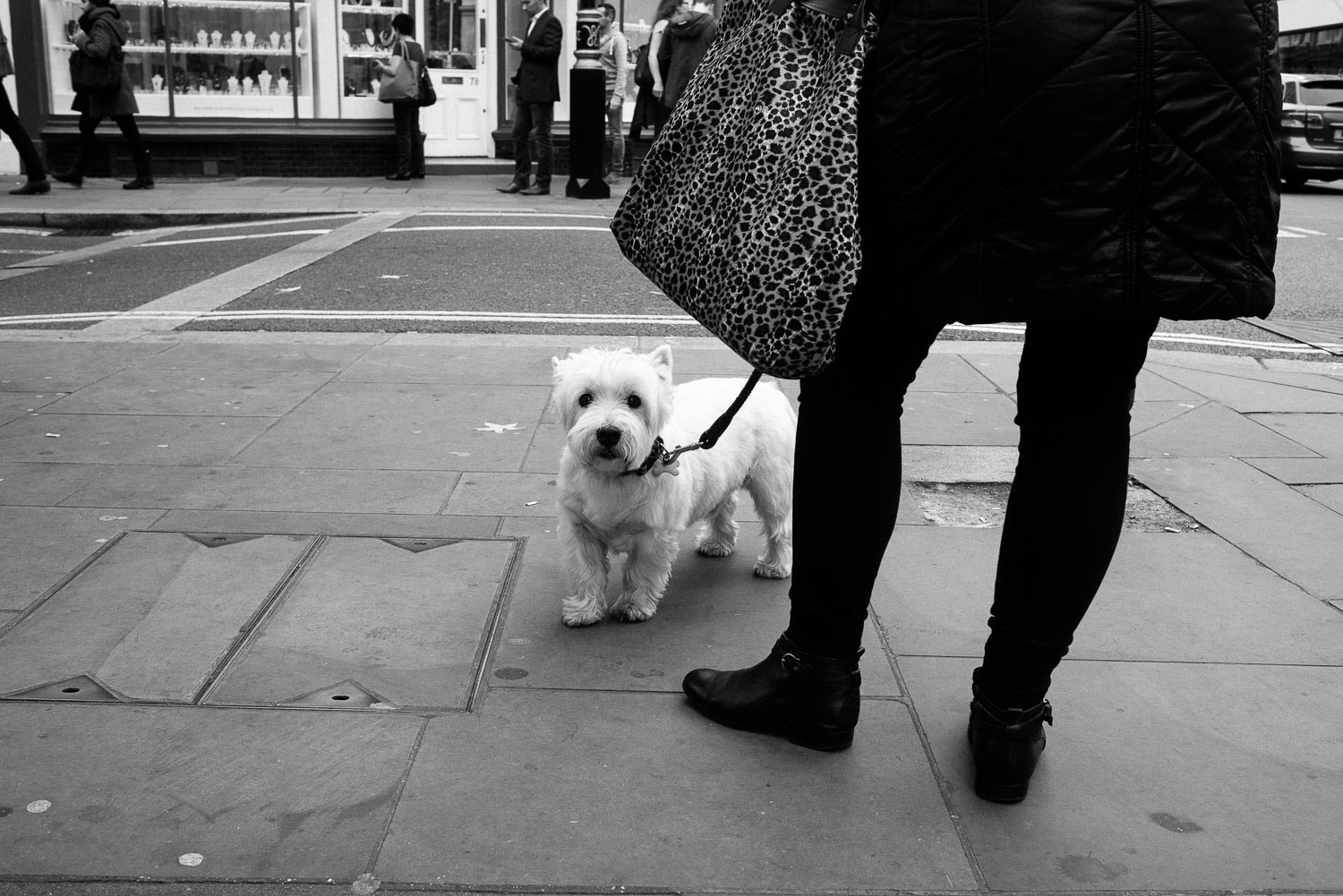 Nikon D600 + Nikon AF Nikkor 35mm F2D sample photo. Little dog in the big city photography