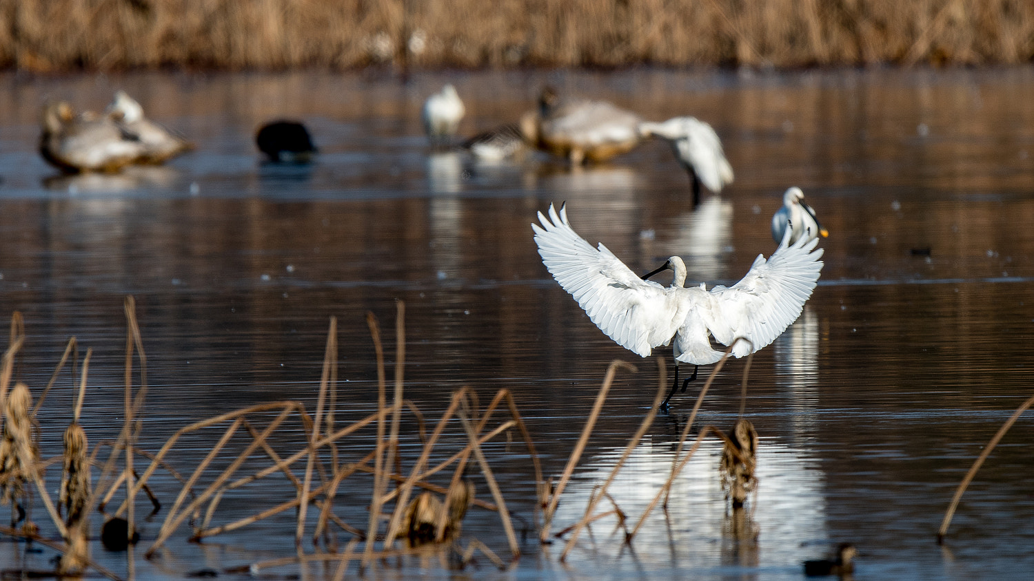 Nikon AF-S Nikkor 600mm F4E FL ED VR sample photo. Spoonbill landing on photography