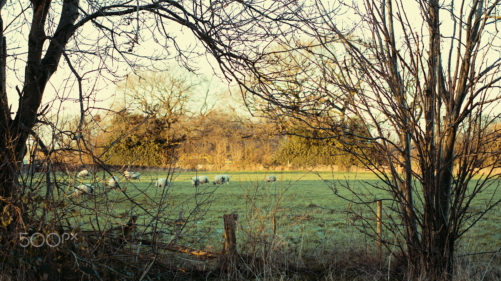 DJI OSMO PRO + Olympus M.Zuiko Digital 45mm F1.8 sample photo. Counting sheep photography