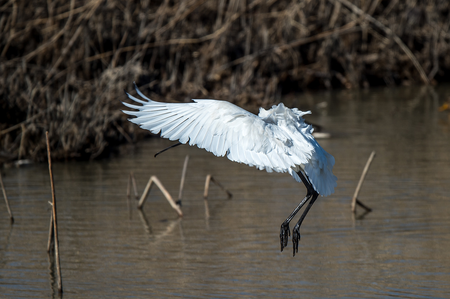 Nikon AF-S Nikkor 600mm F4E FL ED VR sample photo. Landing photography