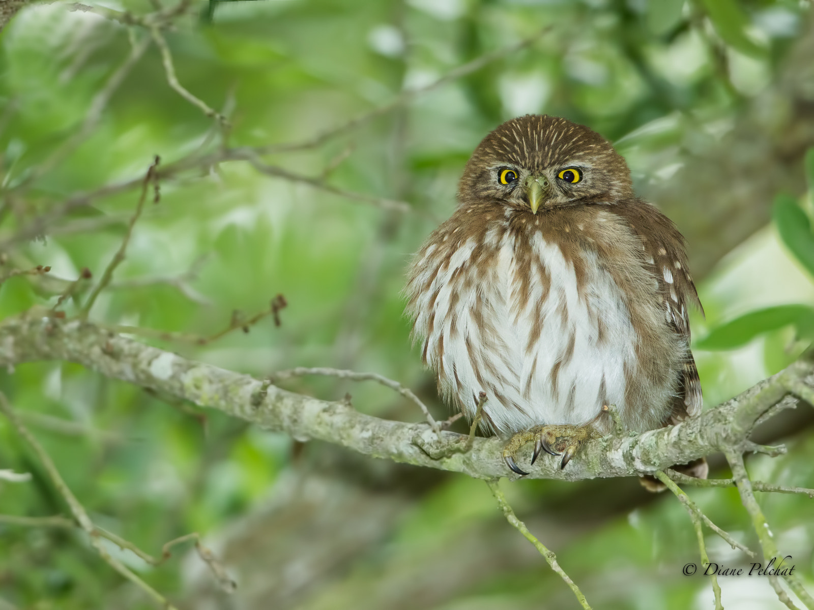 Canon EF 300mm F2.8L IS II USM sample photo. Ferruginous pygmy owl - chevêchette brune photography